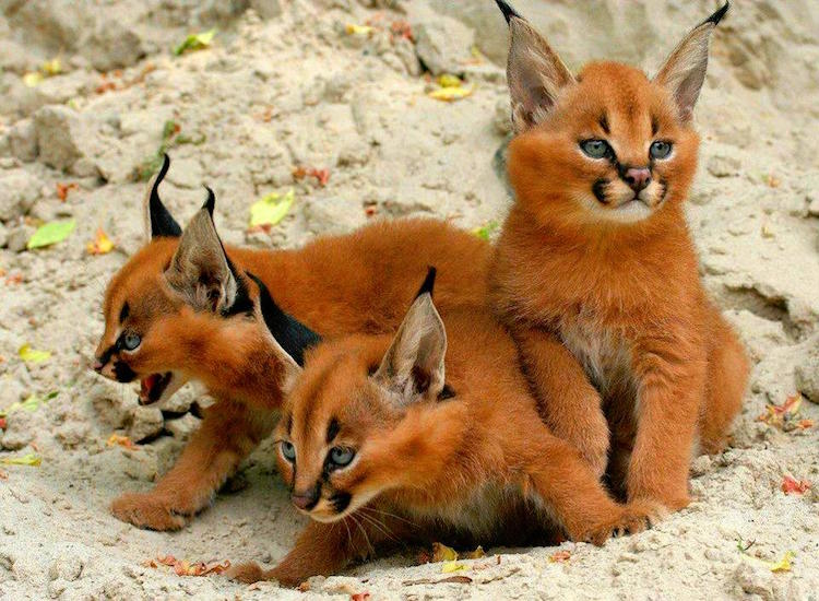 Caramel Colored Caracal Kittens