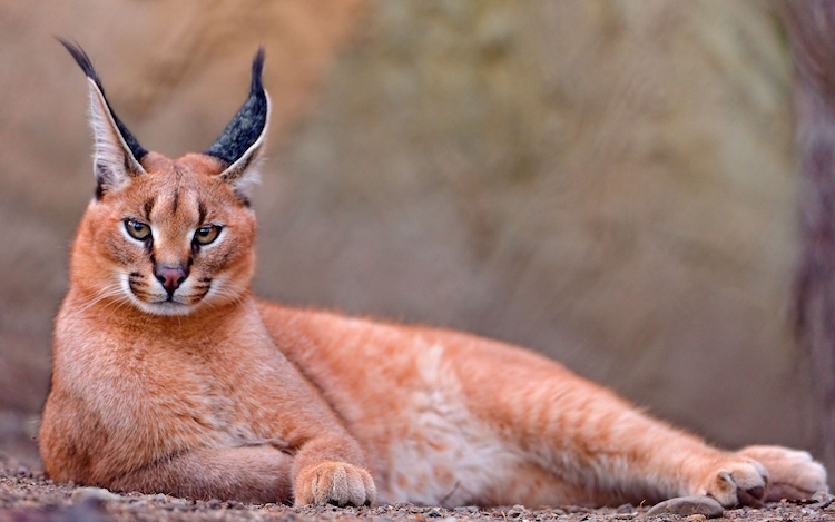 Caracal Cat With Strong Build