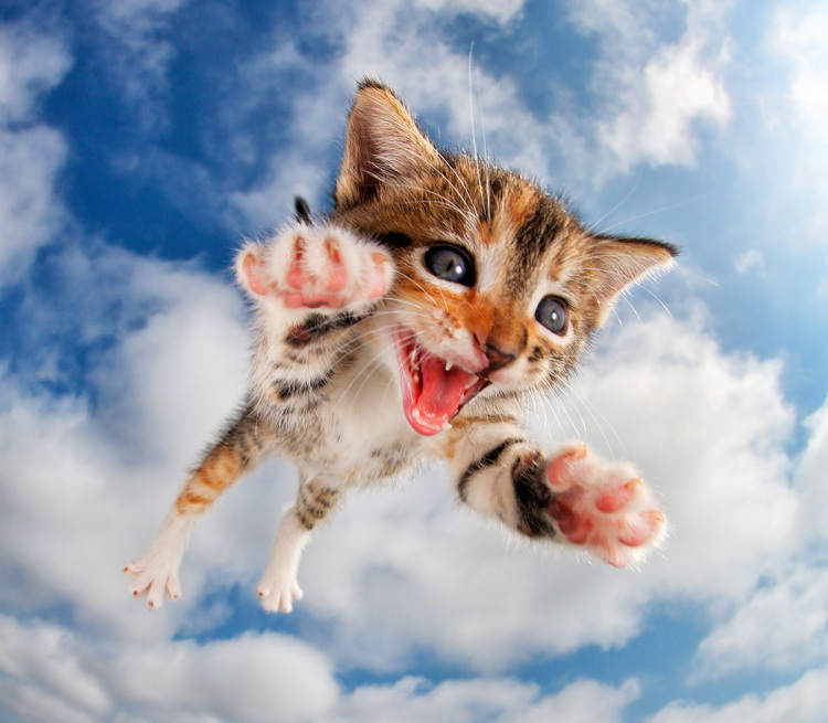 Energetic Kitten Takes Flight