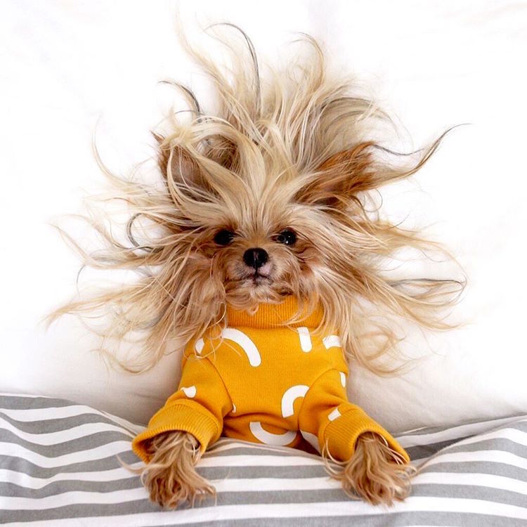 Instagram Fashion Forward Yorkshire Terrier Bed-Head