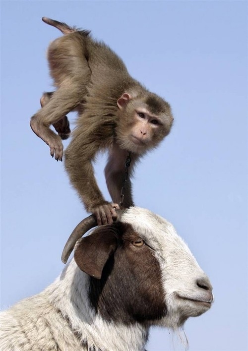 animals riding animals nature cute funny monkey goat