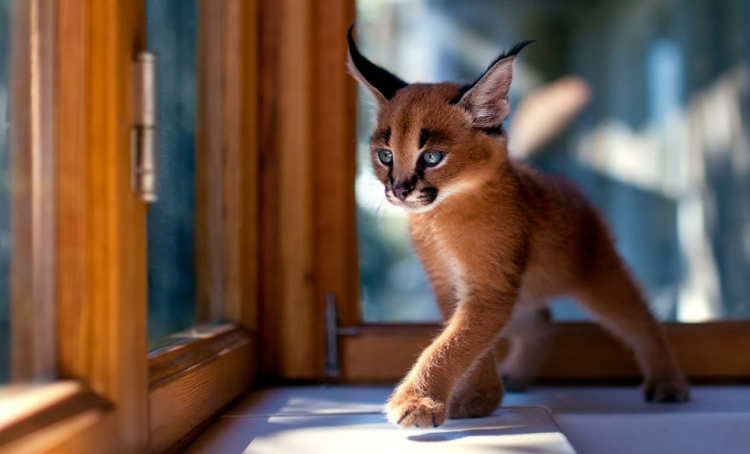 Adorable Caracal Kitten