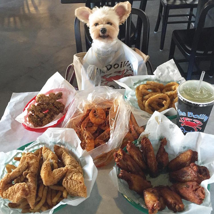pet friendly restaurants for popeye the stray dog
