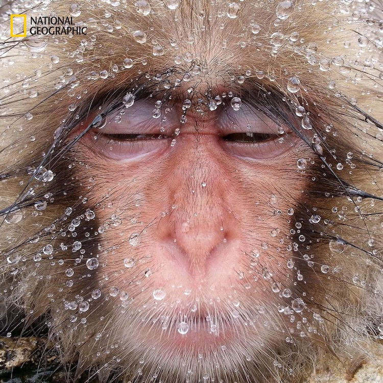 Intimate Animal Portraits From Around The World
