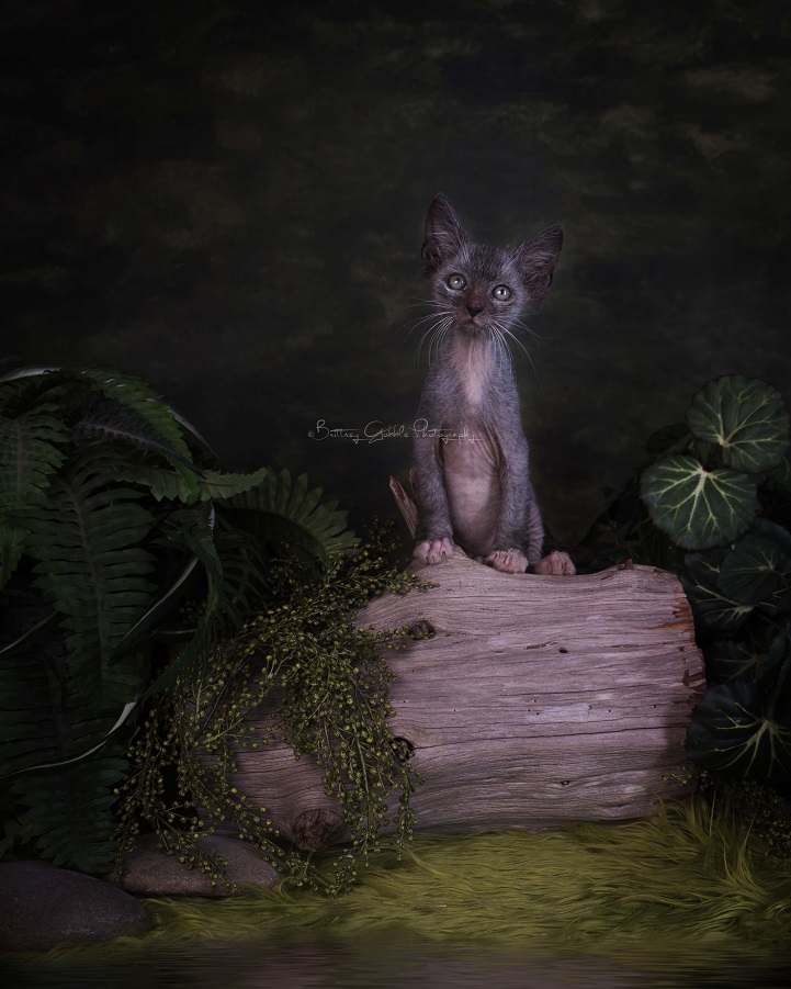 lykoi werewolf cats cat wolf new breed