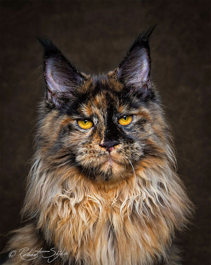 maine coon cat breeding maine coon