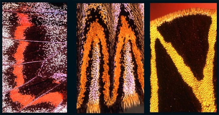 Alphabet on Butterfly Wings Alphabet on Butterfly Wings