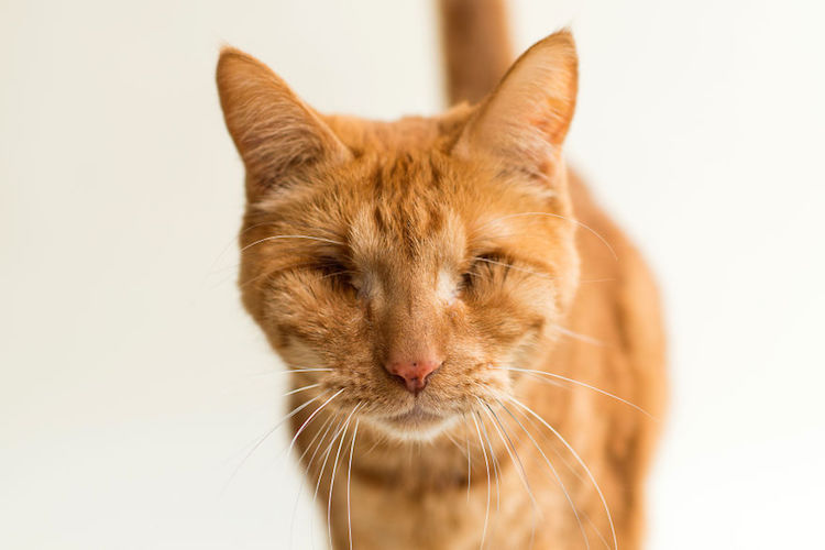 Adorable Portrait Of Blind Cat