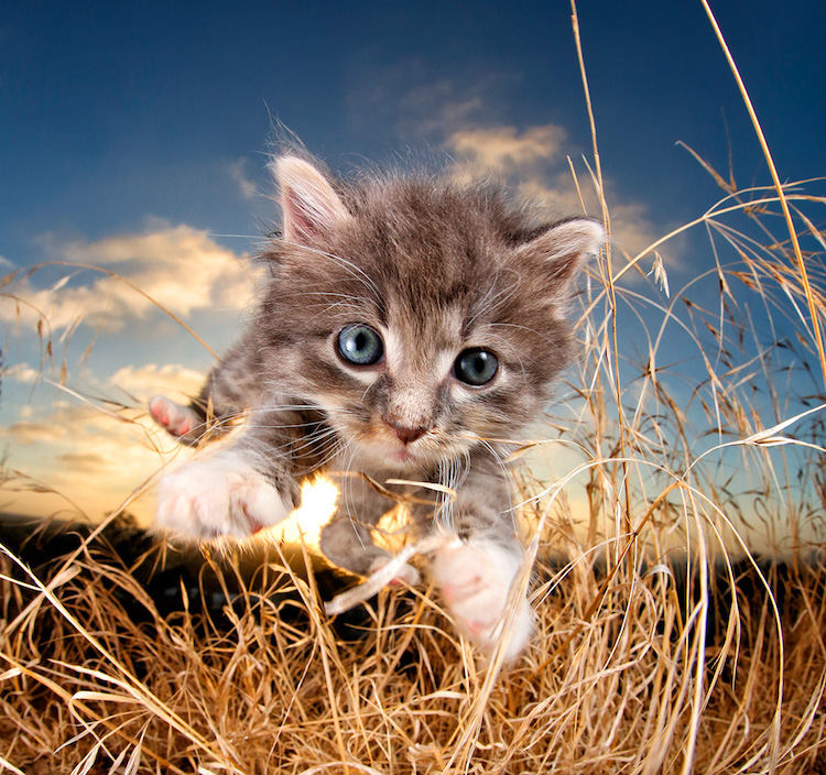 Cute Kitten Leaps