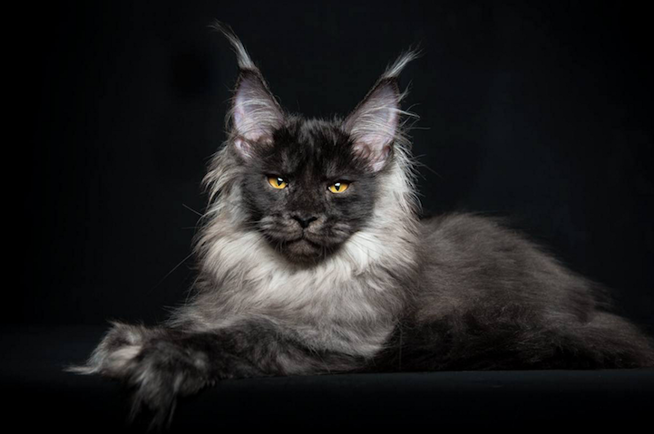 main coon cat
