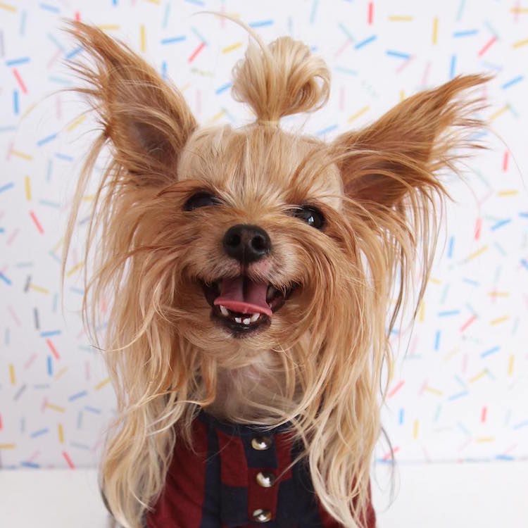 Instagram Fashion Forward Yorkshire Terrier Top-Knot