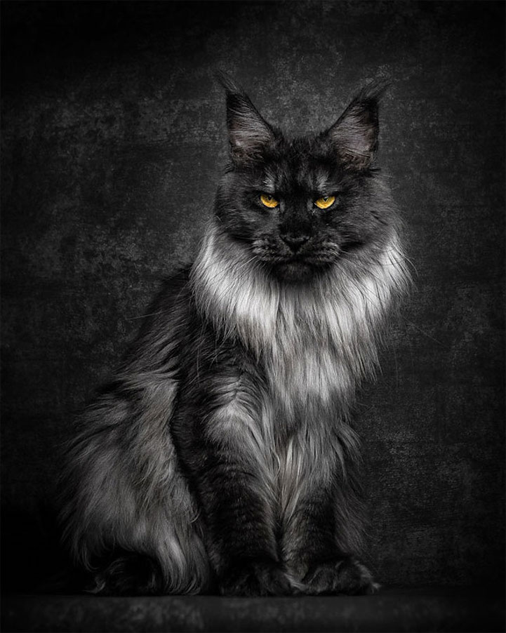 maine coon cat cats breeding