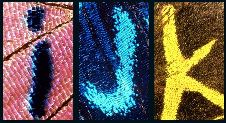 Alphabet on Butterfly Wings Alphabet Letters on Butterfly Wings