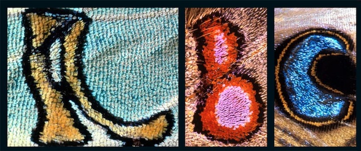 Alphabet on Butterfly Wings Alphabet on Butterfly Wings