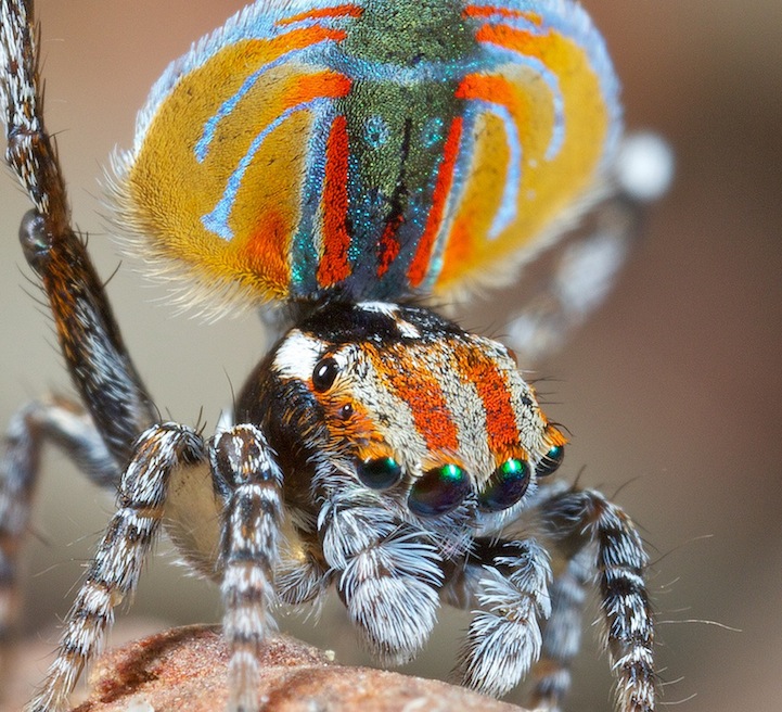peacock spider