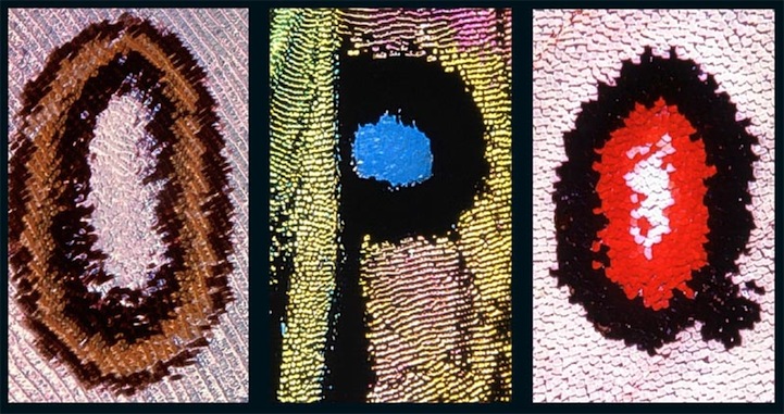 Alphabet on Butterfly Wings Alphabet on Butterfly Wings