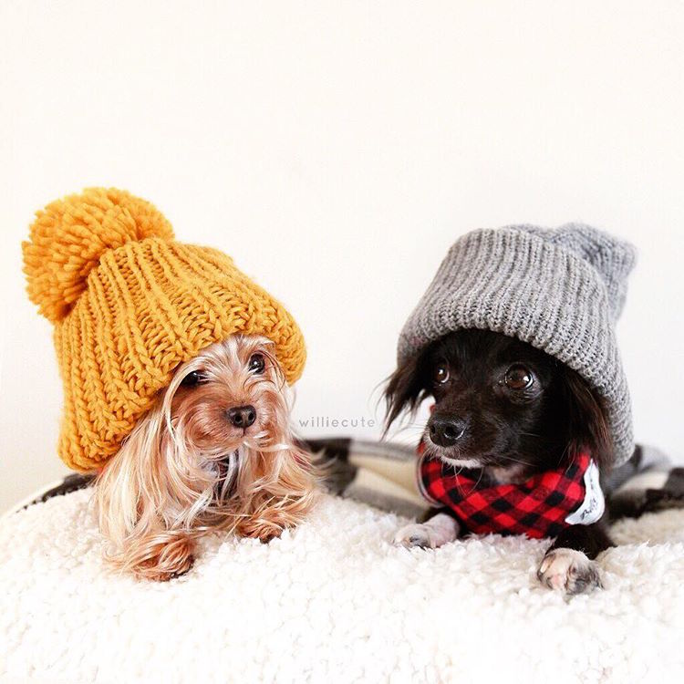 Instagram Fashion Forward Yorkshire Terrier