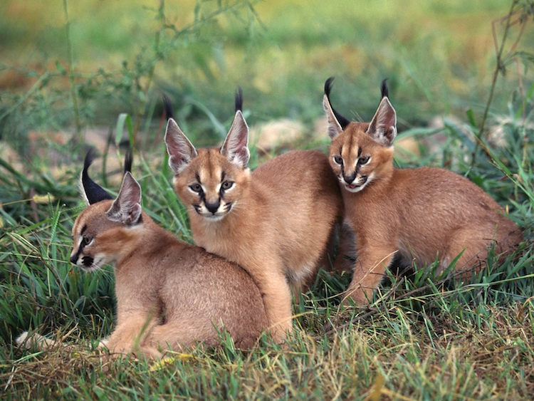 Caracal Kittens With Extra Pointy Ears