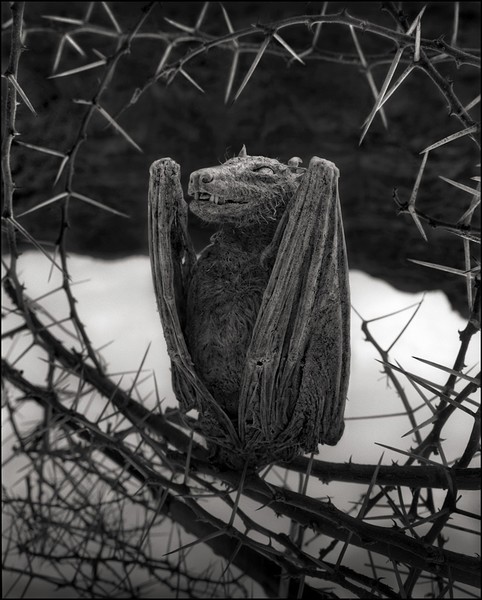 Nick Brandt Lake Natron
