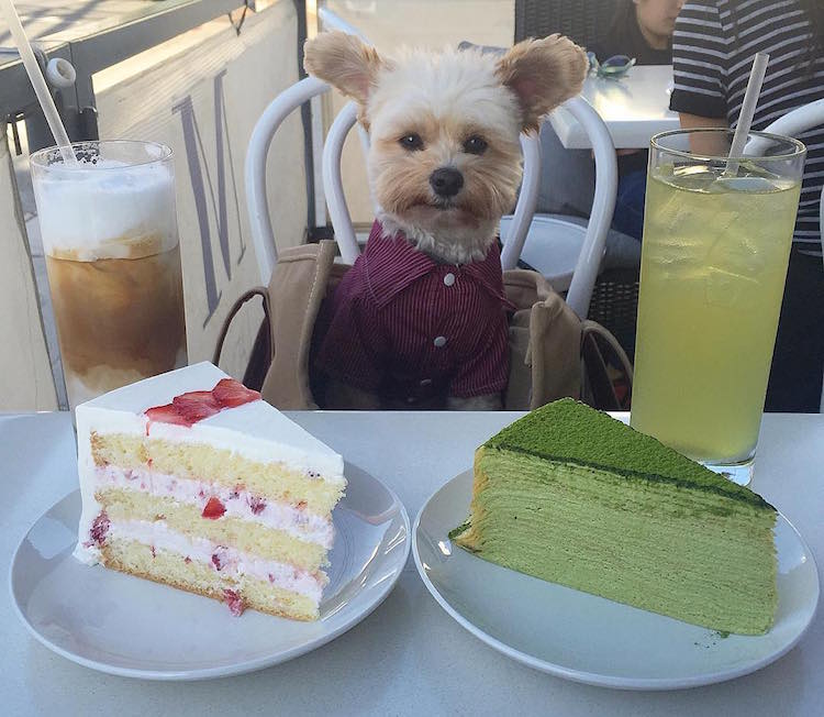 pet friendly restaurants for popeye the stray dog