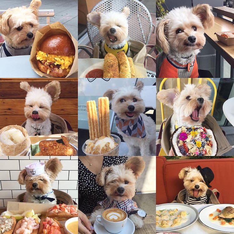 pet friendly restaurants for popeye the stray dog