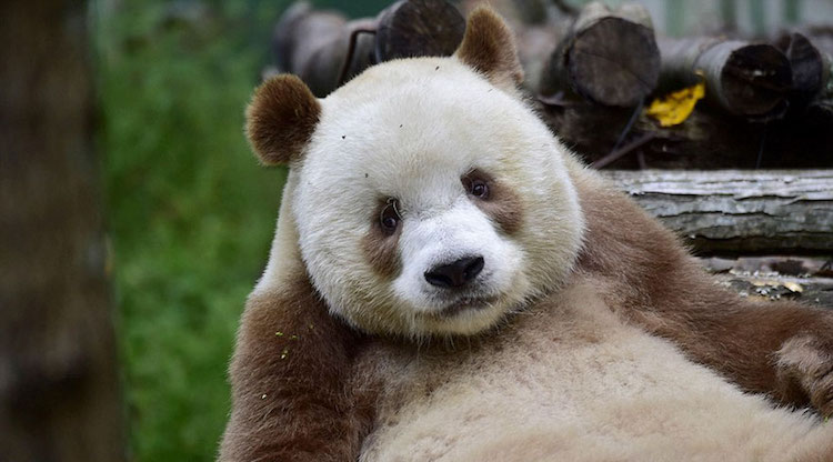 Brown Panda Bear