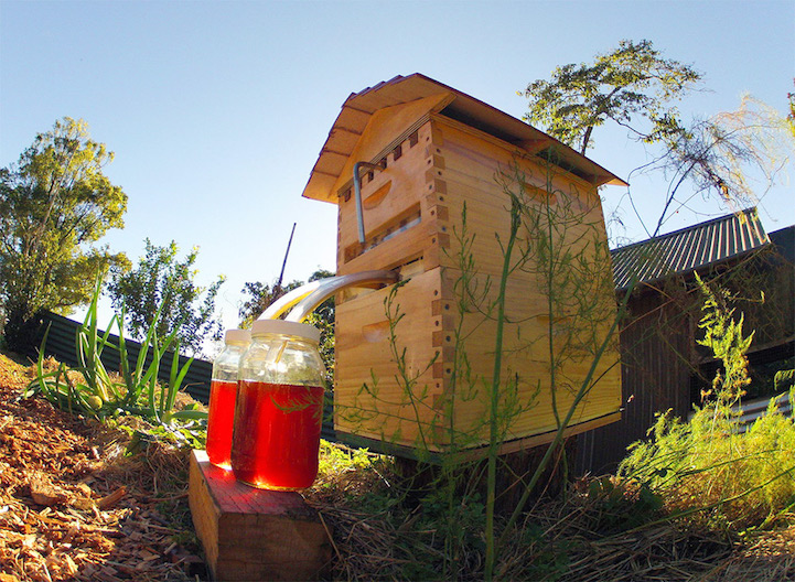 stuart cedar anderson flow hive tap beehive honey gathering