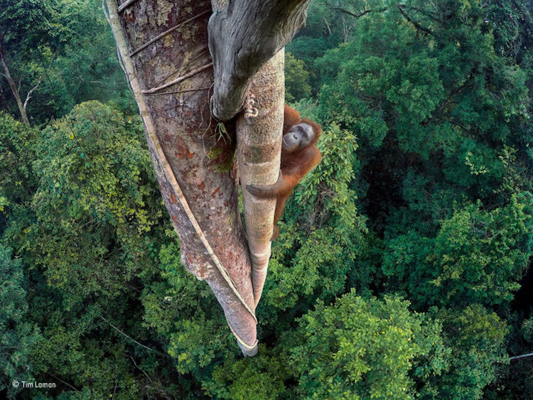 Bornean Orangutan In Indonesian Rain Forest
