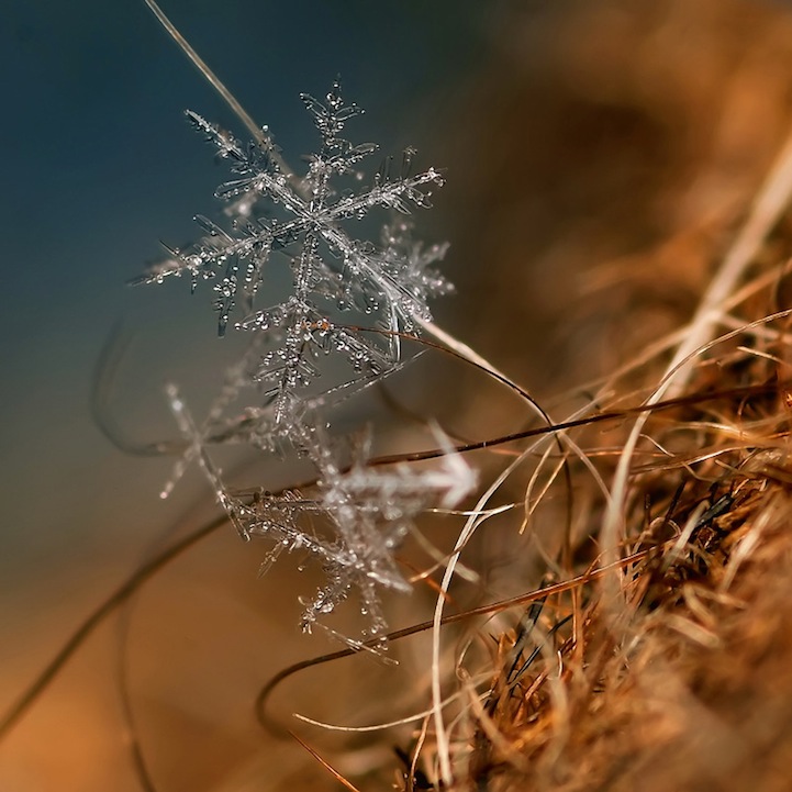Macro Photos of Tiny Snowflakes by Andrew Osokin macro snowflake photography