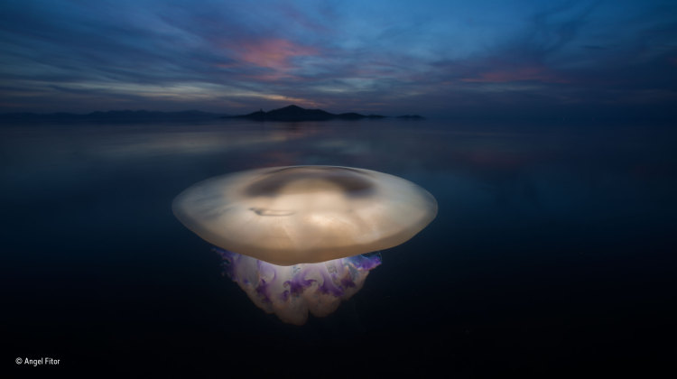 Lone Jelly Fish Looks Like A Living Island On A Calm Night