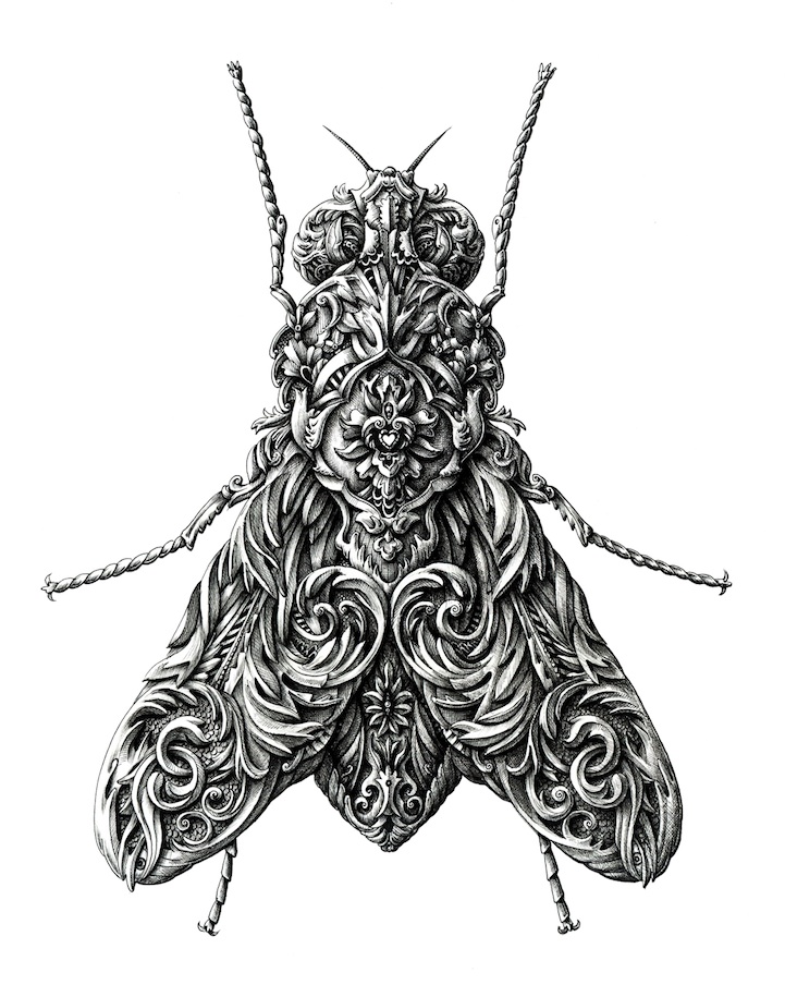 Incredibly Detailed Ink Drawings of Winged Insects by Alex Konahin
