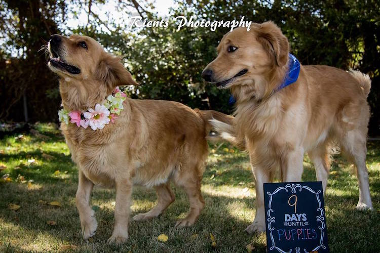 Outdoor Maternity Shoot For Dogs