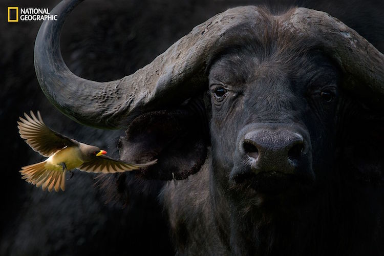 Rare Shot Of Cape buffalo And Yellow-Billed Oxpecker