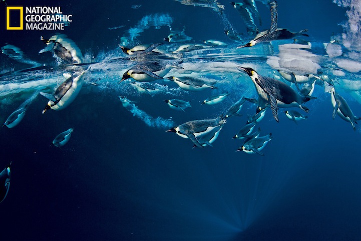 The Secret of How Emperor Penguins Launch Out of Water