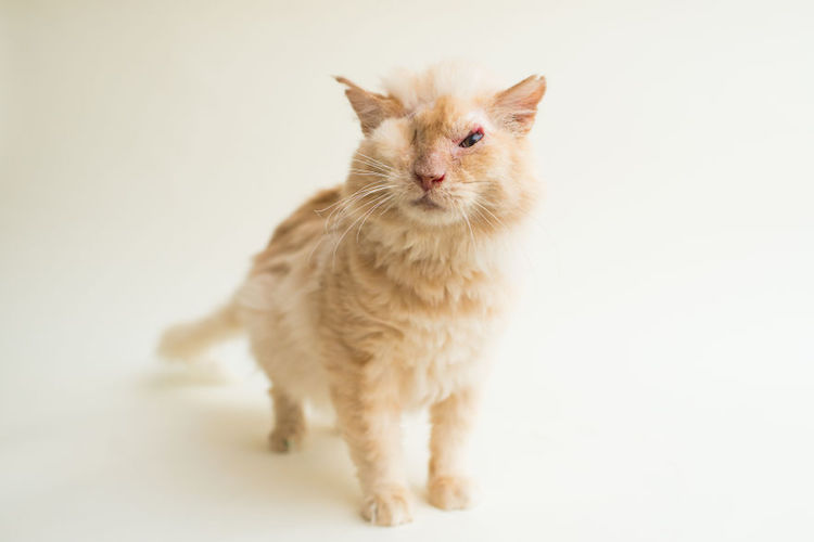 Portrait Of Special Needs Cat