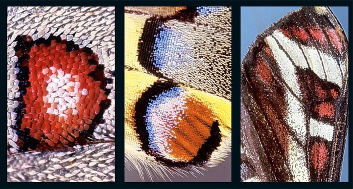 Alphabet on Butterfly Wings Butterfly Wing Patterns