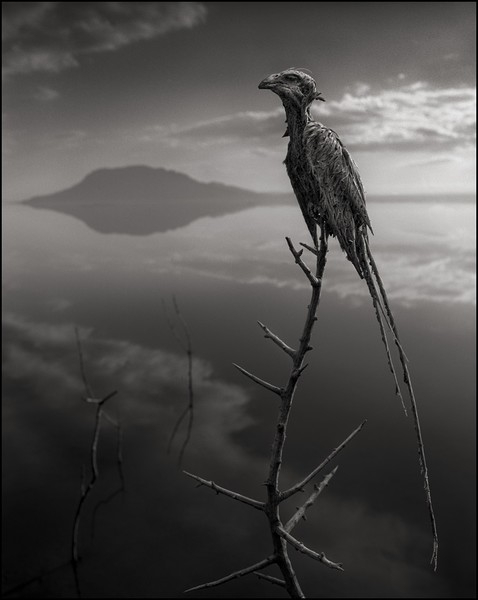 Nick Brandt Lake Natron