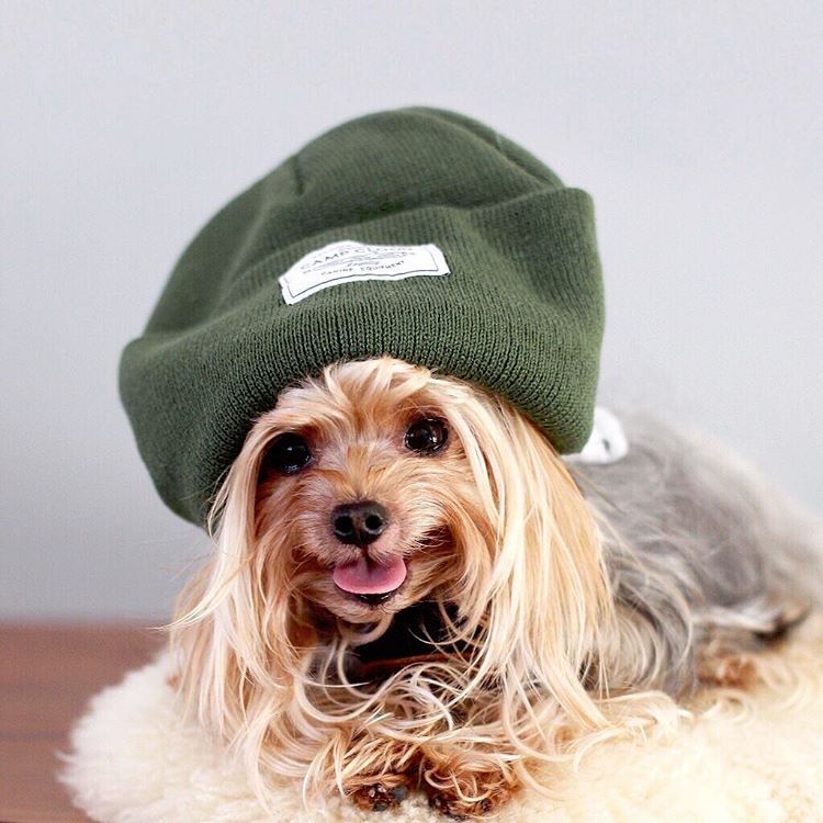 Blond Yorkshire Terrier In Beanie Hat