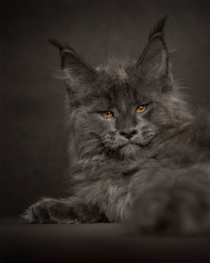 main coon cat cats breeding