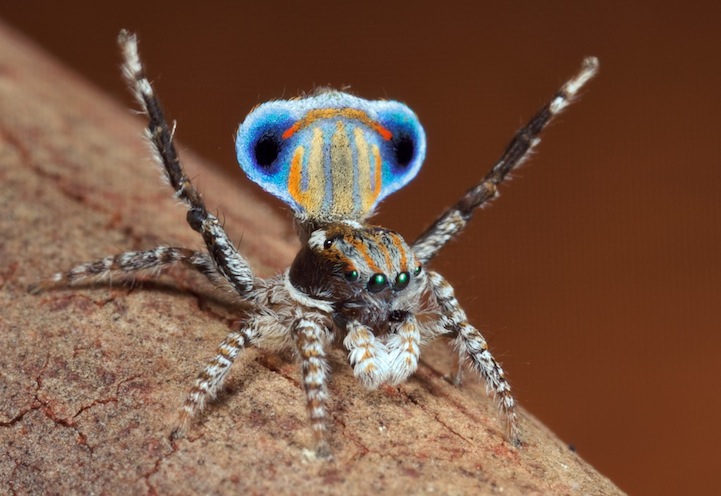 peacock spider