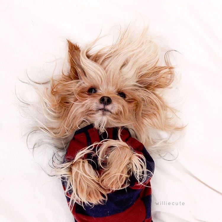 Instagram Fashion Forward Yorkshire Terrier