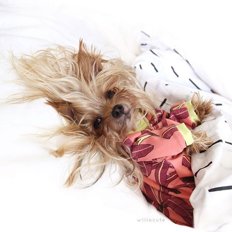 Blond Yorkshire Terrier Bed-Head