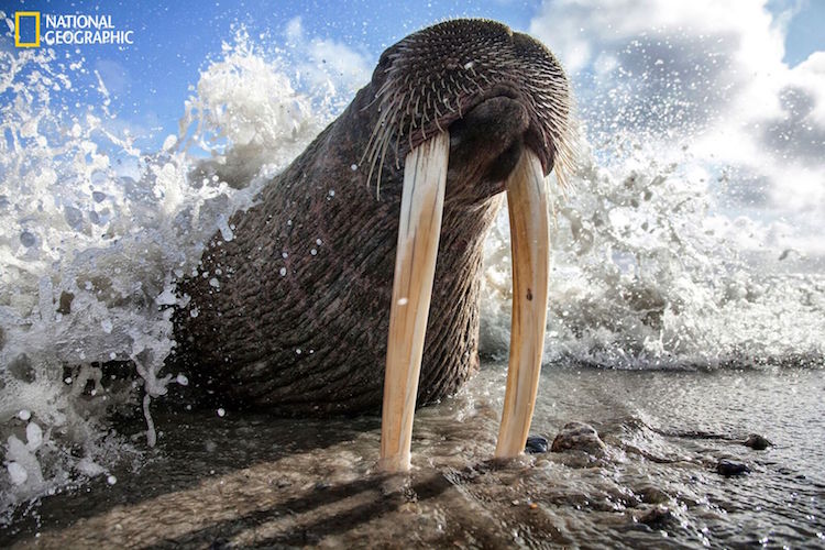 Intimate Shot Of Sleeping Walrus On Shore