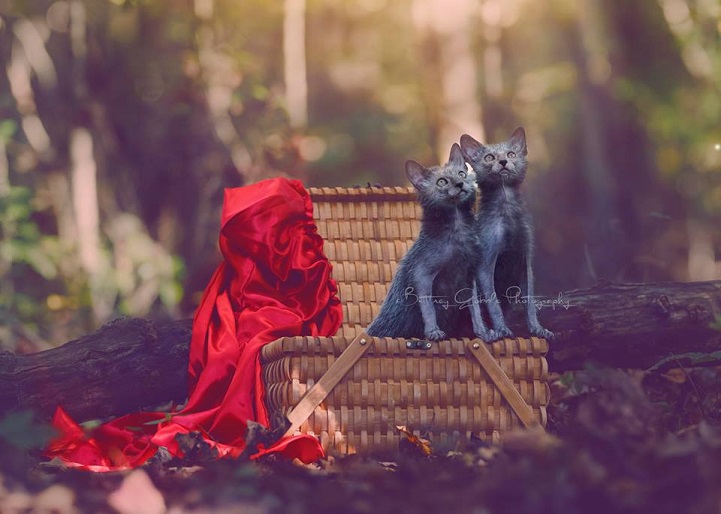 lykoi werewolf cats cat wolf new breed