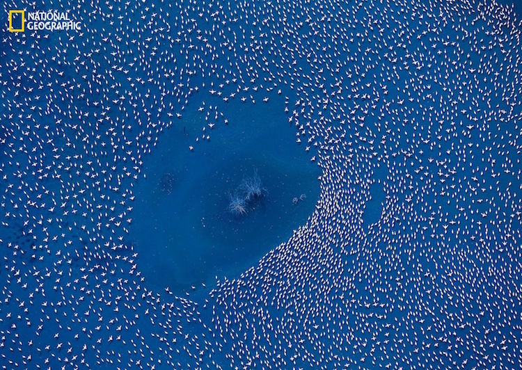 Photograph Of Flamingo Paradise