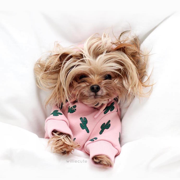 Instagram Yorkshire Terrier Bed-Head