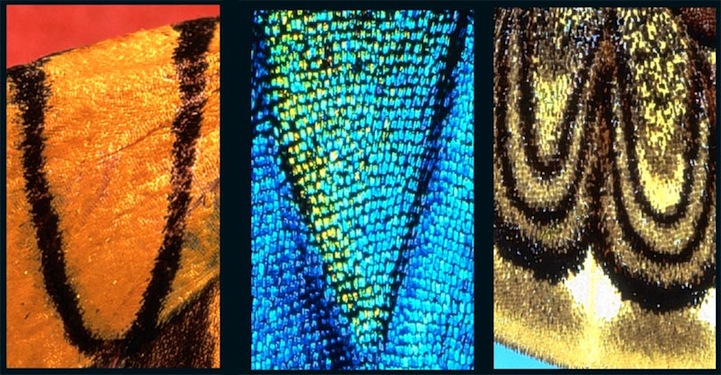 Alphabet on Butterfly Wings Letter Patterns on Butterfly Wings