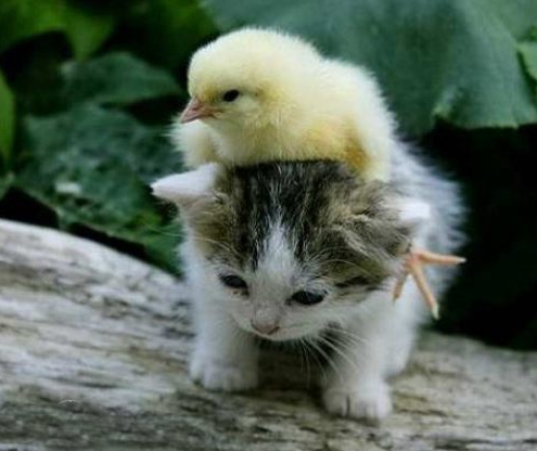 animals riding animals nature cute funny cat chick