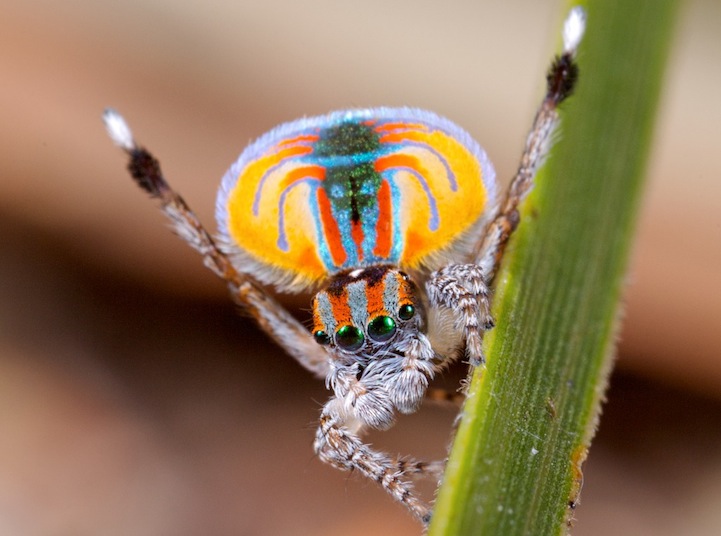 peacock spider