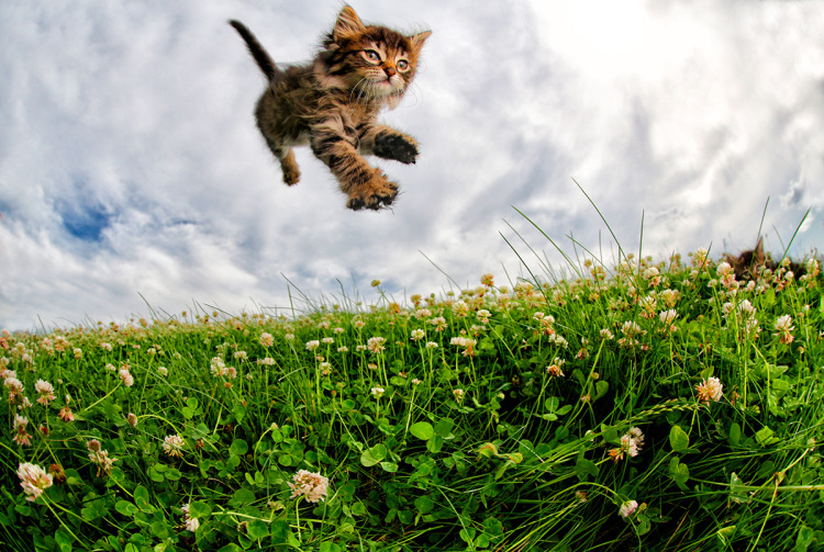 Flying Feline